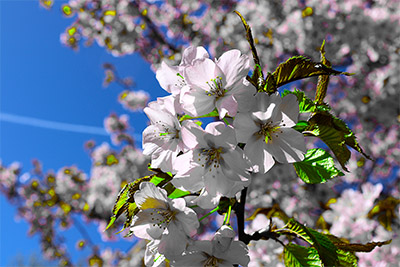 Blommor 3